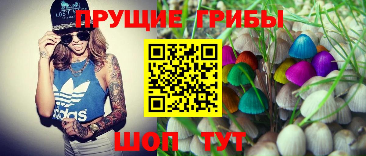 Псилоцибиновые грибы Psilocybine cubensis  Махачкала 